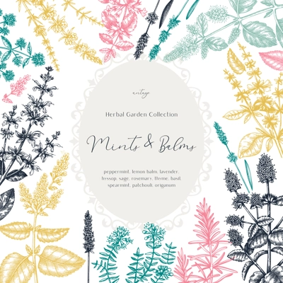 Mints and balms vintage design in color. Hand sketched aromatic and medicinal herbs frame. Mint plants frame in vintage style. Perfect for herbal tea ingredients, recipe, label, packaging. 